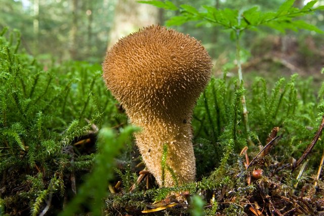 Pilz Flaschen-Stäubling am Waldboden