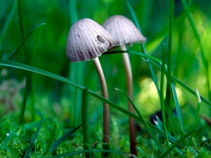 Pilz Graublättriger Helmling zwischen feuchtem Moos und Grashalmen