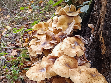 Ringloser Hallimasch