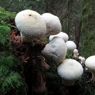 Pilz Flaschen-Stäubling