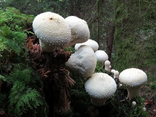 Pilz Flaschen-Stäubling