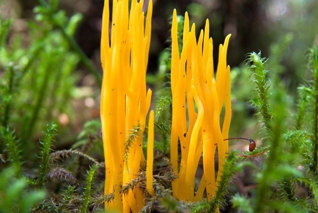 Pilz Klebriger Hörnling