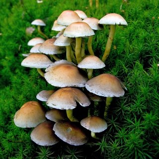 Pilz Grünblättriger Schwefelkopf